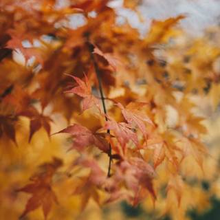 Autumn vibes wallpaper