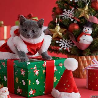 Christmas cat desktop wallpaper