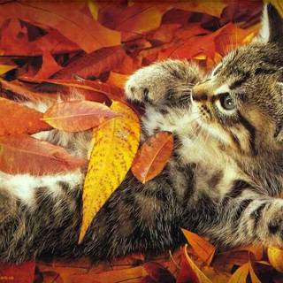Autumn kitten wallpaper