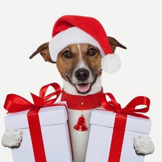 Christmas puppies gift wallpaper