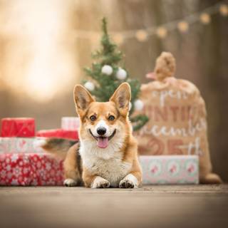 Christmas puppies gift wallpaper