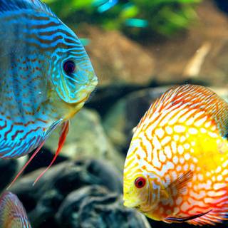 Beautiful fish wallpaper