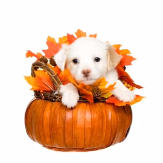Thanksgiving dogs wallpaper