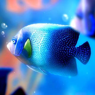 Beautiful fish wallpaper