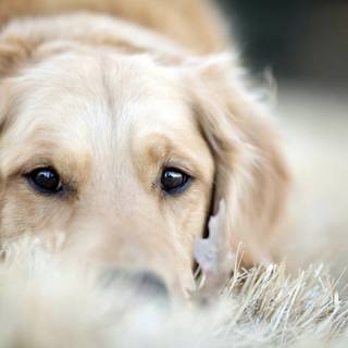Golden Retrievers winter wallpaper