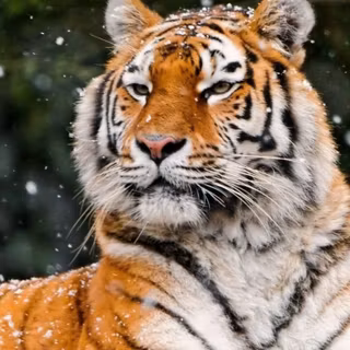 Tiger HD iPhone wallpaper
