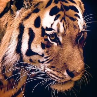 Tiger HD iPhone wallpaper