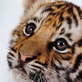 Tiger HD iPhone wallpaper