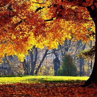 Autumn maple forest wallpaper
