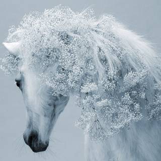 Winter lake horse wallpaper