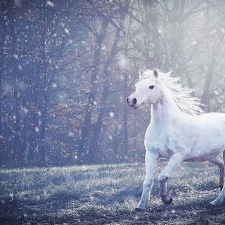 Winter lake horse wallpaper