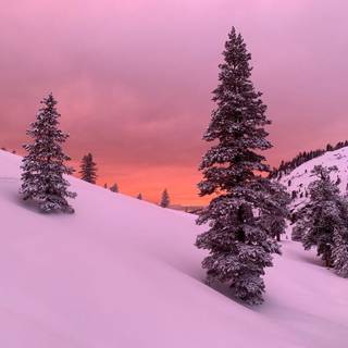 Sequoia winter wallpaper