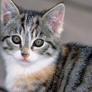 Tabby cats wallpaper