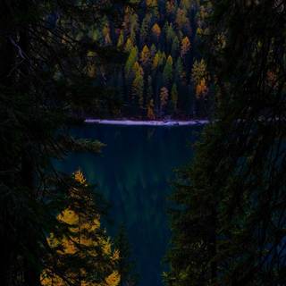 Dark autumn forest wallpaper