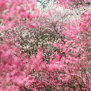 Japanese cherry blossom wallpaper