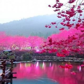 Japanese cherry blossom wallpaper