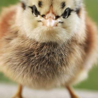 Baby chickens wallpaper