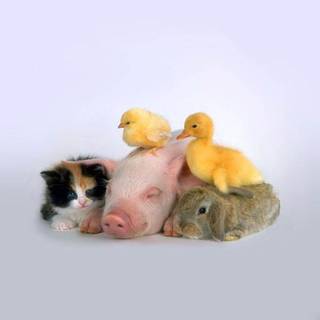 Baby chickens wallpaper