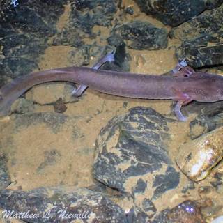 Cave salamander wallpaper