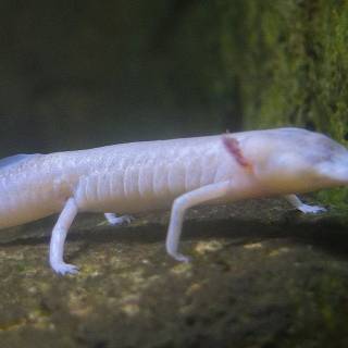 Cave salamander wallpaper