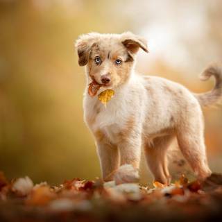 Australian Shepherd puppy wallpaper