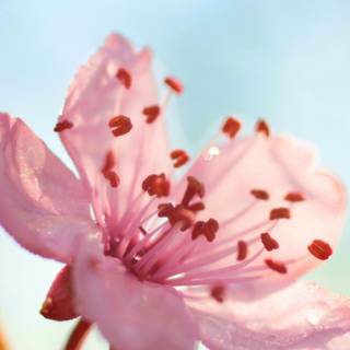 Vintage aesthetic pink rose wallpaper