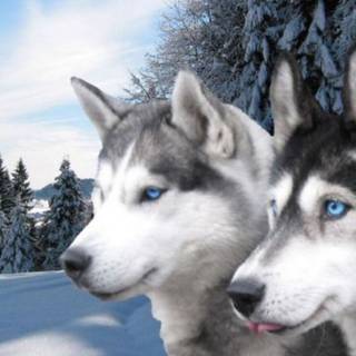 Winter Husky wallpaper