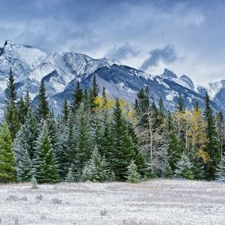 First snow wallpaper