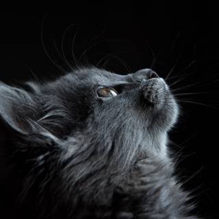 Gray cats wallpaper