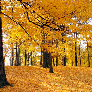 Woodland autumn wallpaper