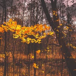 Woodland autumn wallpaper