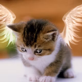 Aesthetic cute baby cat wallpaper