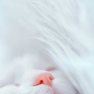 Aesthetic cute baby cat wallpaper