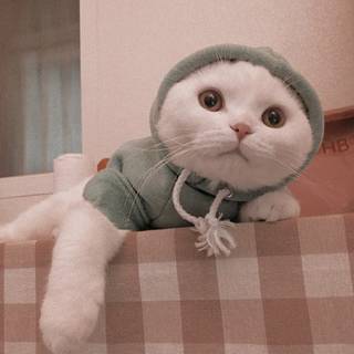 Aesthetic cute baby cat wallpaper