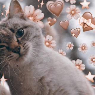 Aesthetic cute baby cat wallpaper
