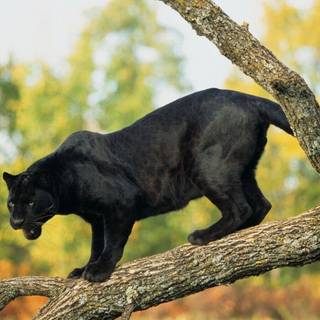 Black panther big cat wallpaper