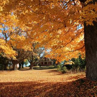 Autumn house wallpaper