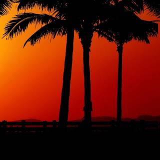 Palm trees winter wallpaper