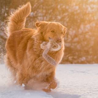 Labrador winter wallpaper