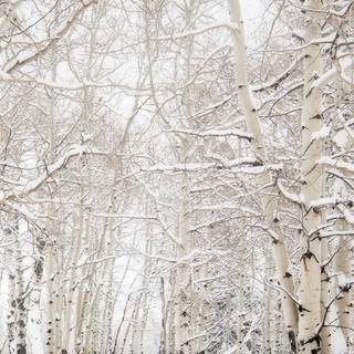 Palm trees winter wallpaper