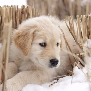 Labrador winter wallpaper