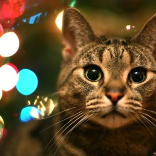 Cat Christmas wallpaper