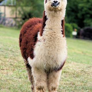 Cute llamas wallpaper
