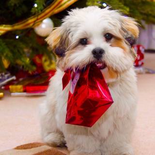 Cute Christmas animal wallpaper