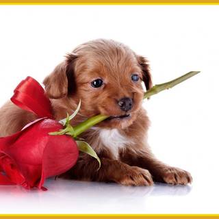 Puppy cute wallpaper