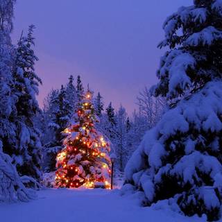 Snowy Christmas trees wallpaper