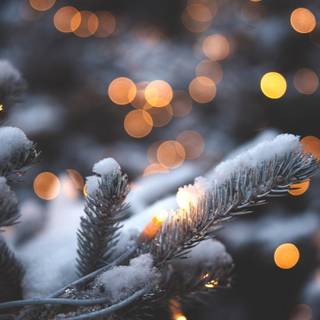 Fairy lights winter wallpaper