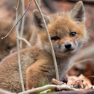Winter baby fox wallpaper