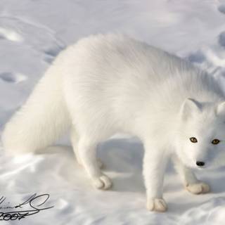 Winter baby fox wallpaper