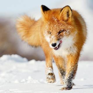 Winter baby fox wallpaper